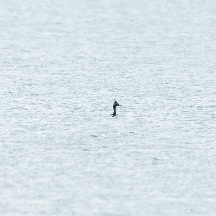 Black-necked grebe